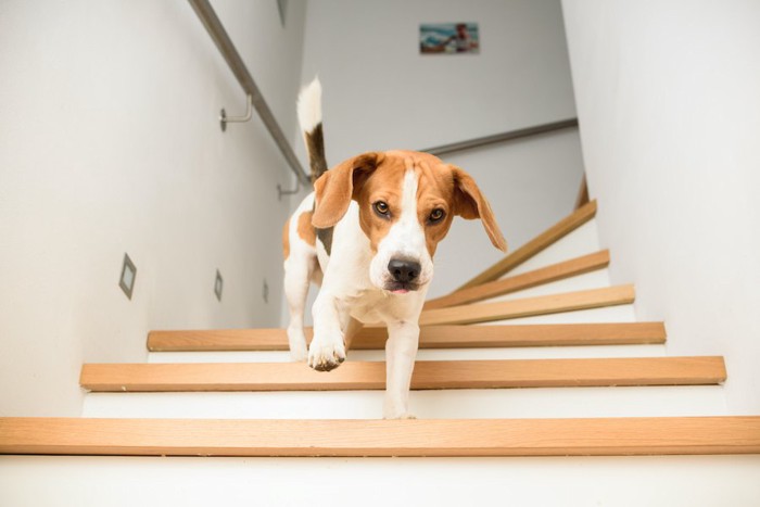 階段を下りるビーグル犬