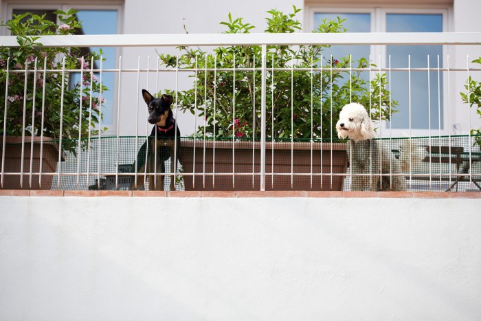 バルコニーから眺める二頭の犬
