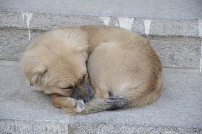 石段の上で丸くなって寝る仔犬
