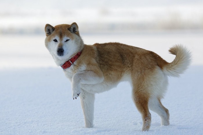 雪の上で片足を上げる柴犬