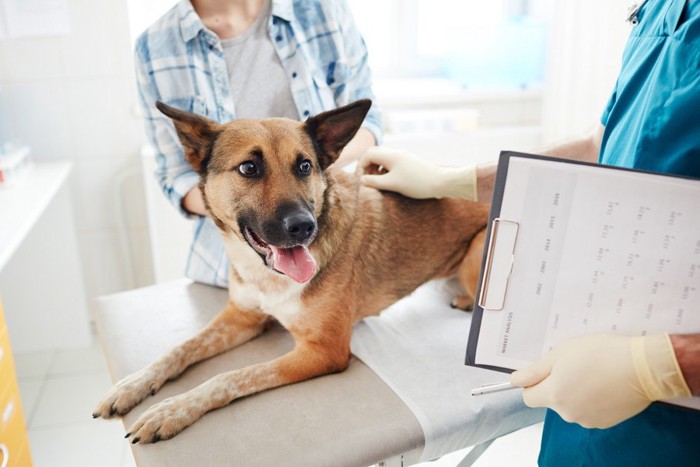 診察台の上の犬、カルテを持つゴム手袋をした獣医さん