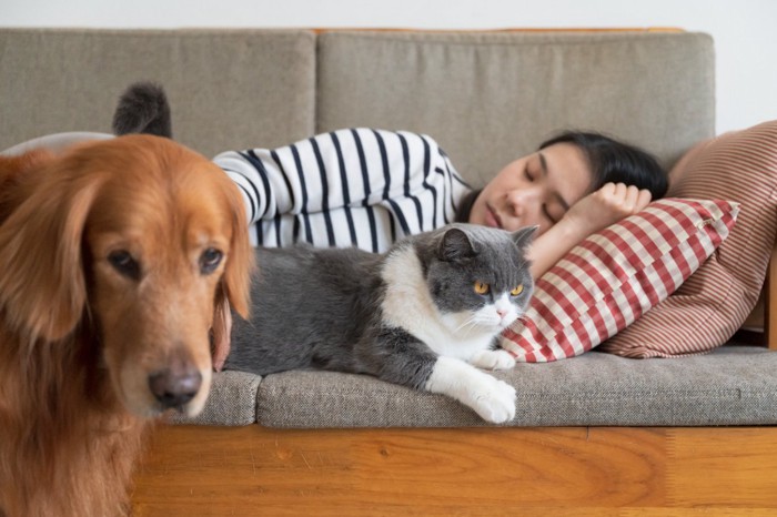 眠る女性に寄り添う猫と犬