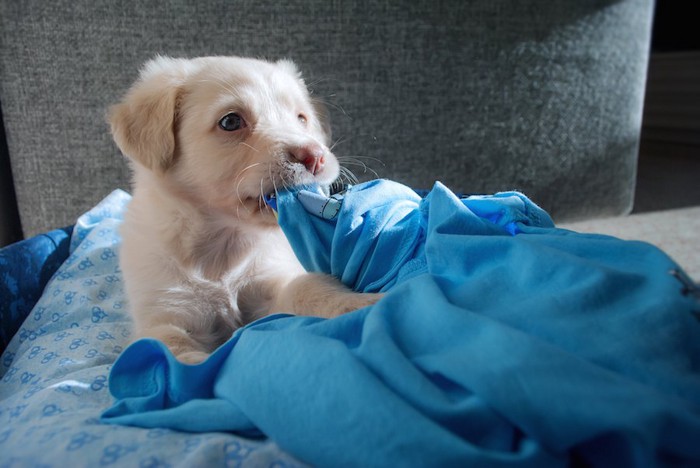 青い毛布を咥える子犬
