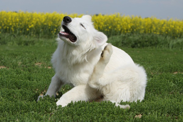 耳を掻く白い犬