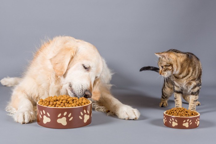 フードを食べるゴールデンレトリーバーと猫