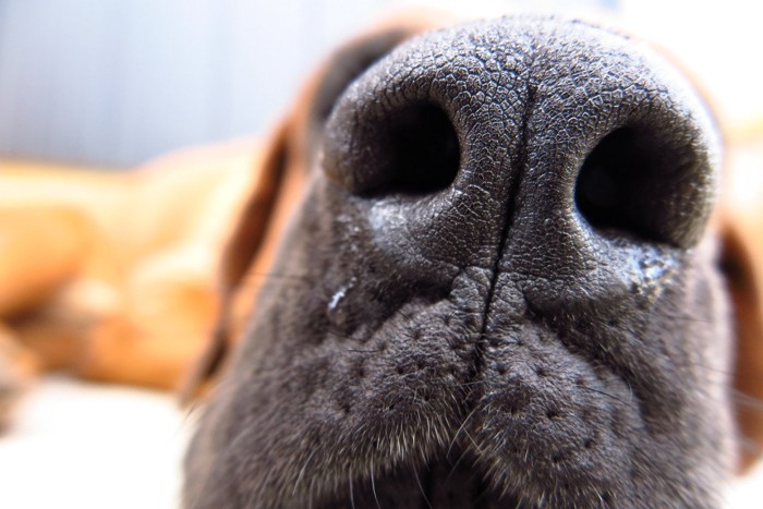 大型犬の鼻