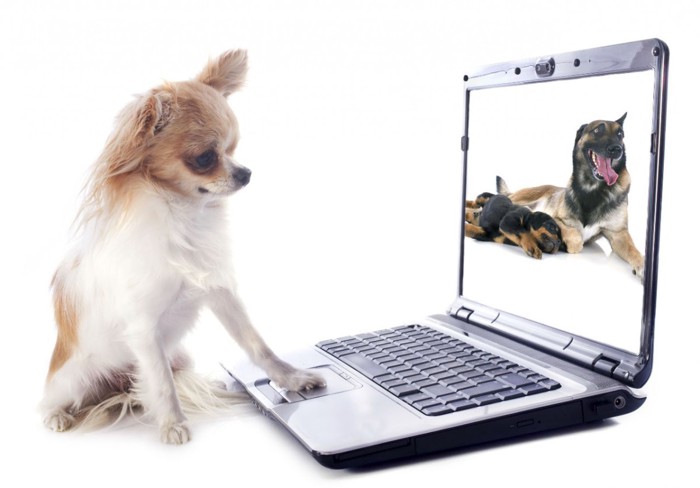 chihuahua and computer
