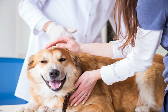 病院で獣医師の診察を受ける犬