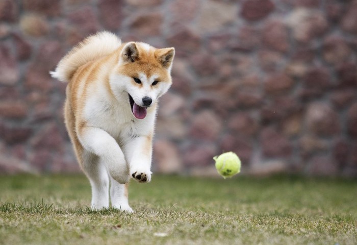 ボールを追う秋田犬