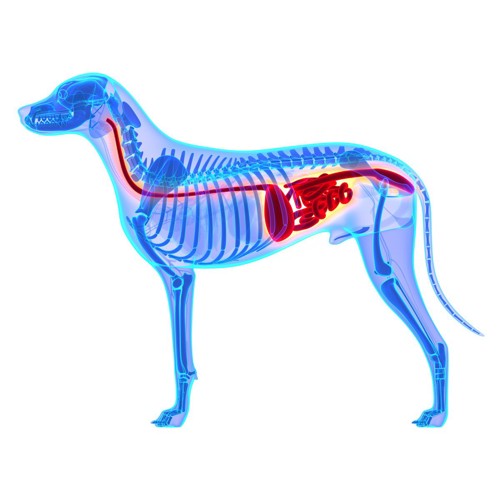 犬の消化器模式図