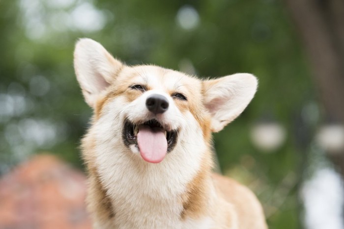 笑顔のような表情のコーギー犬