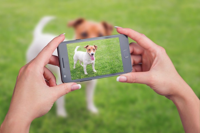 携帯で犬を撮影