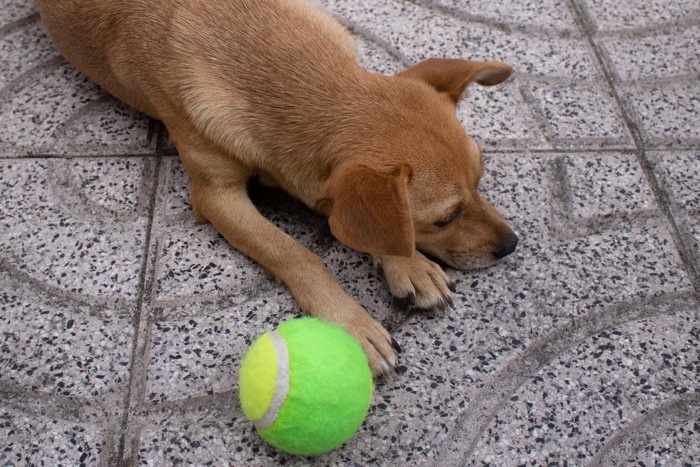ボールに飽きた犬