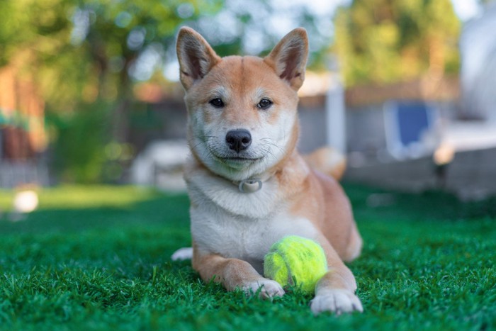 ボールを所持する犬