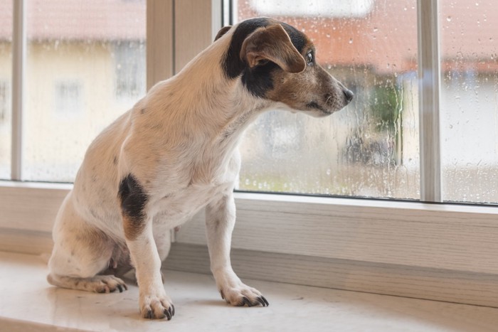 雨の日に窓から外を眺める犬