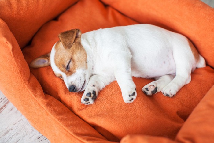オレンジのベッドで寝る子犬