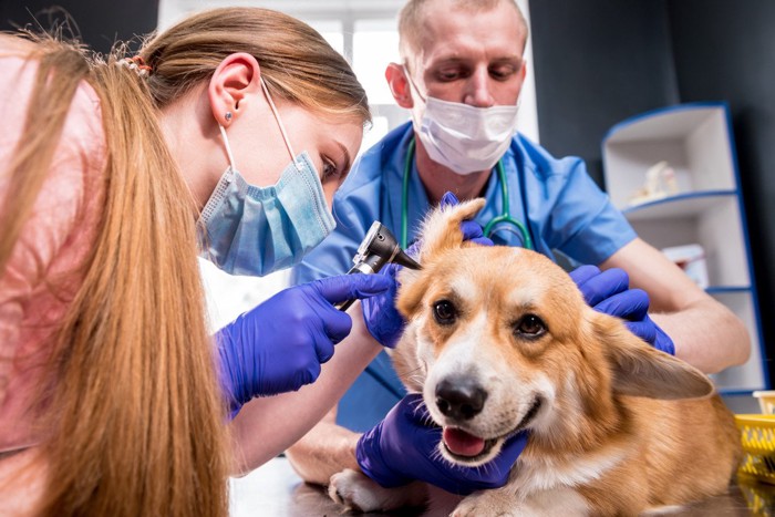 耳の中を診察される犬