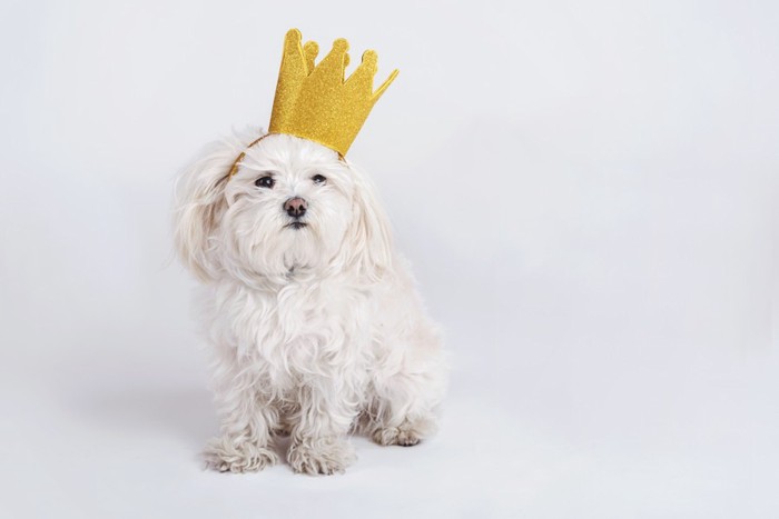 王冠をかぶった犬