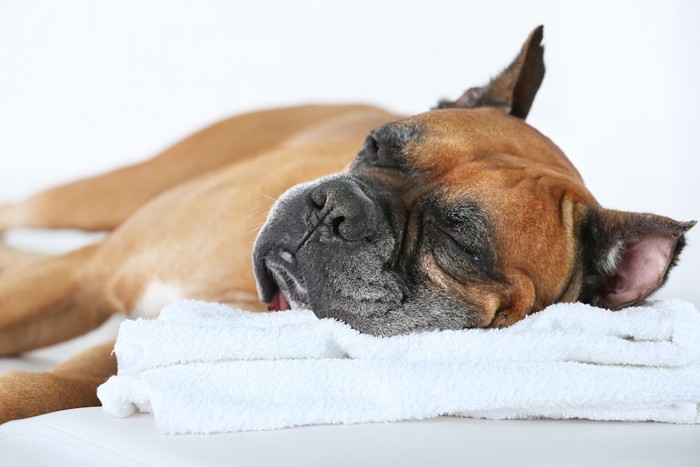 タオルを枕にして眠る犬