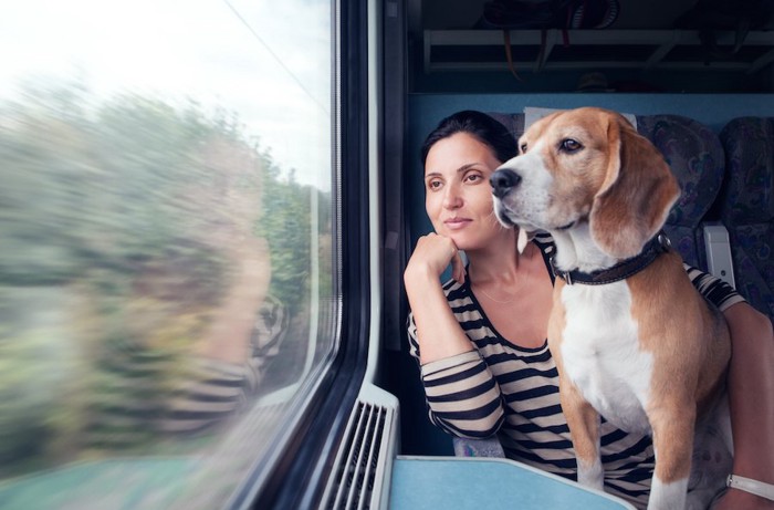 列車の座席から窓の外を見る女性とビーグル犬