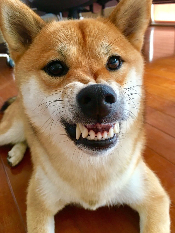 歯をむき出す犬