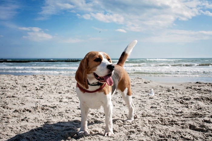 砂浜に立つ犬