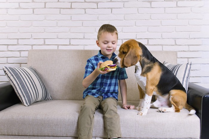 ソファーでハンバーガーを持つ男の子と欲しがるビーグル犬