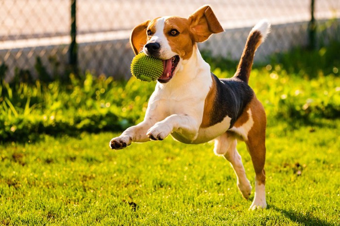 ボールをくわえて走るビーグル犬