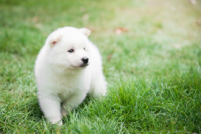 白い子犬