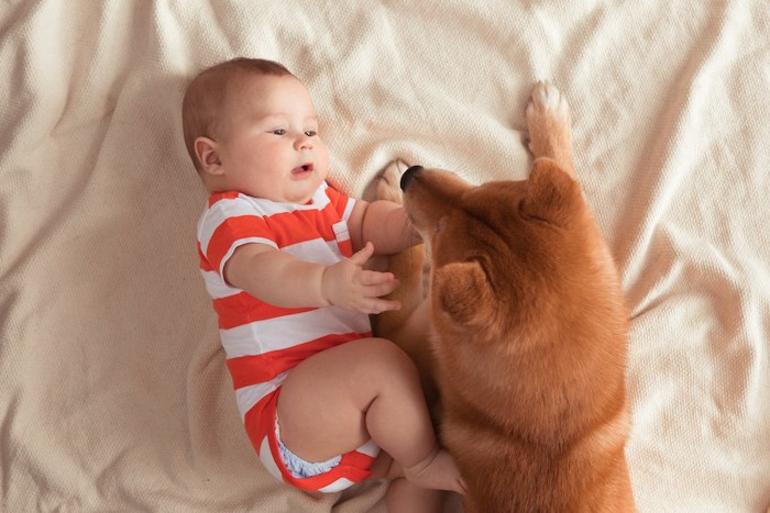 手を伸ばす赤ちゃんに寄り添う柴犬