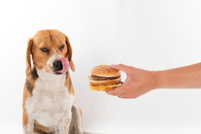 ハンバーガーに舌なめずりする犬