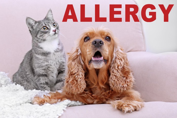 ソファーの上の猫と犬とアレルギーの文字