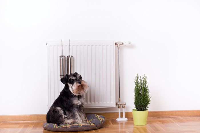 暖房器具の前に置かれたクッションに座る犬