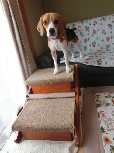 木製ステップと犬の縦長写真