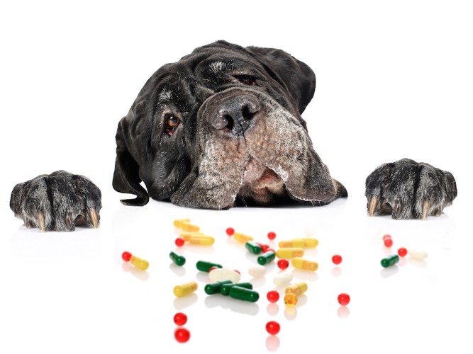 数種類の錠剤を覗き込む犬