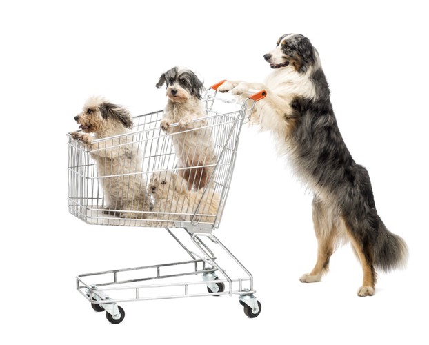 ショッピングカートを押す犬