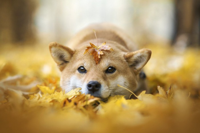 落ち葉の上でフセをしている柴犬