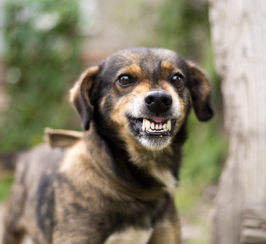 牙を見せる犬