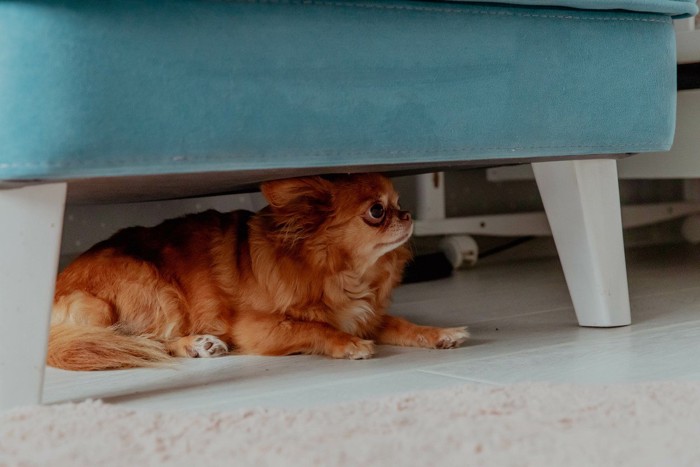 ソファの下の犬