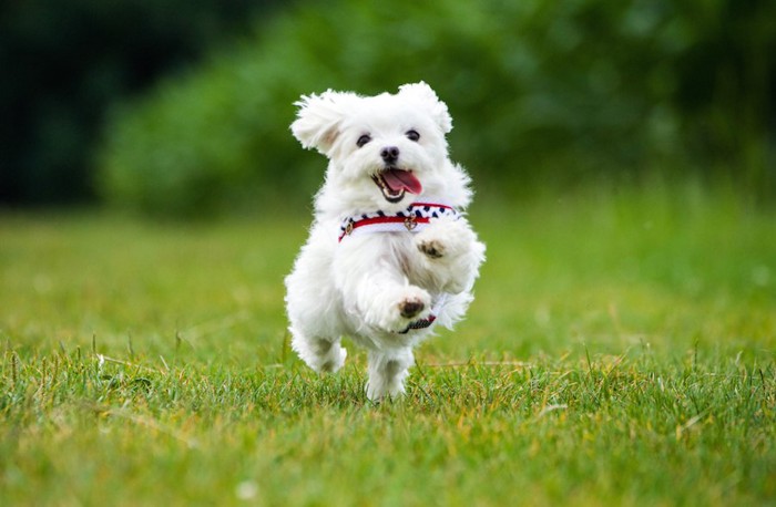 芝生を走っている白い犬 