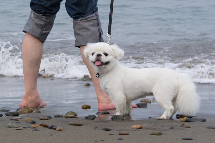 浜辺を散歩中の犬