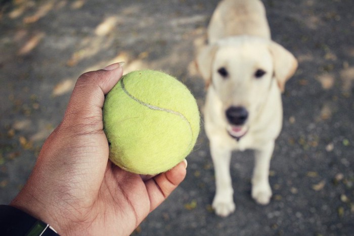 テニスボールを持つ手と犬