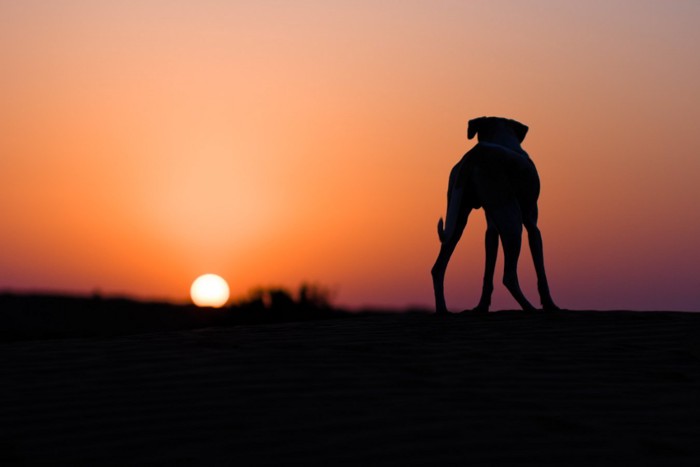 砂漠に立つ犬