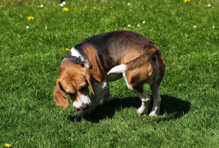 芝生の上に立つビーグル犬