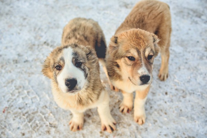 ロシア特有の品種の犬2匹