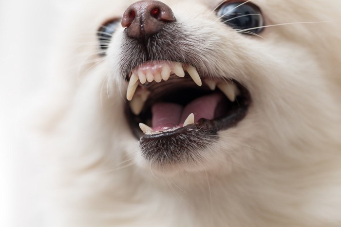 怒る白い犬の顔のアップ