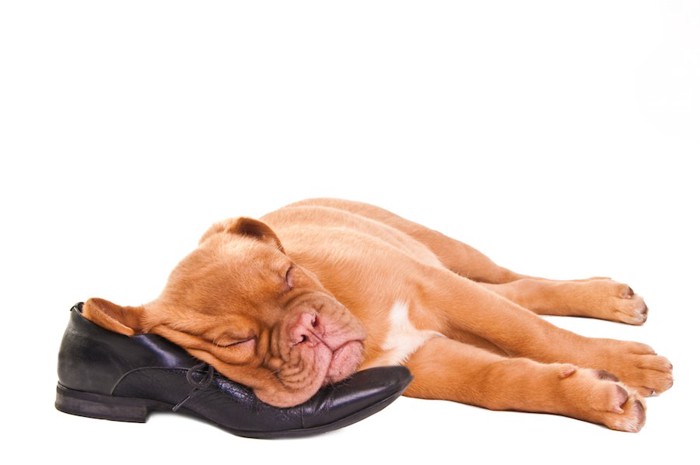 革靴を枕にして眠っている犬
