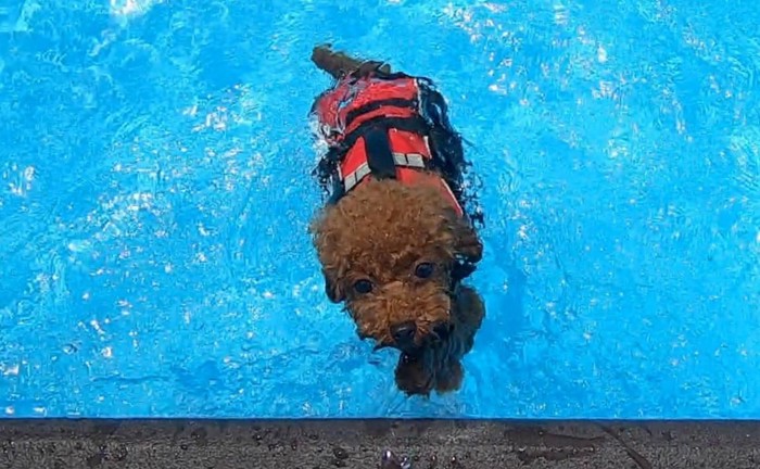 泳ぐ愛犬正面