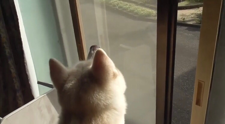 窓の上を見つめる秋田犬