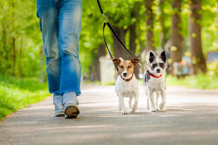 散歩する二匹の犬